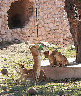 Cubs_of_lioness_were_in_playful_mood_1 Cubs of lioness vasundara were in playful mood on Monday they enjoy playing with ball climb with tree in cage, Regarding your information the cubs are 6 month older. The Lucknow zoo administration holds this types of program making attraction for the people. photos and vidio by Azam Husain from Lucknow Uttar Pradesh India 27 02 2016 Lion,Panthera leo,wildlife,zoo