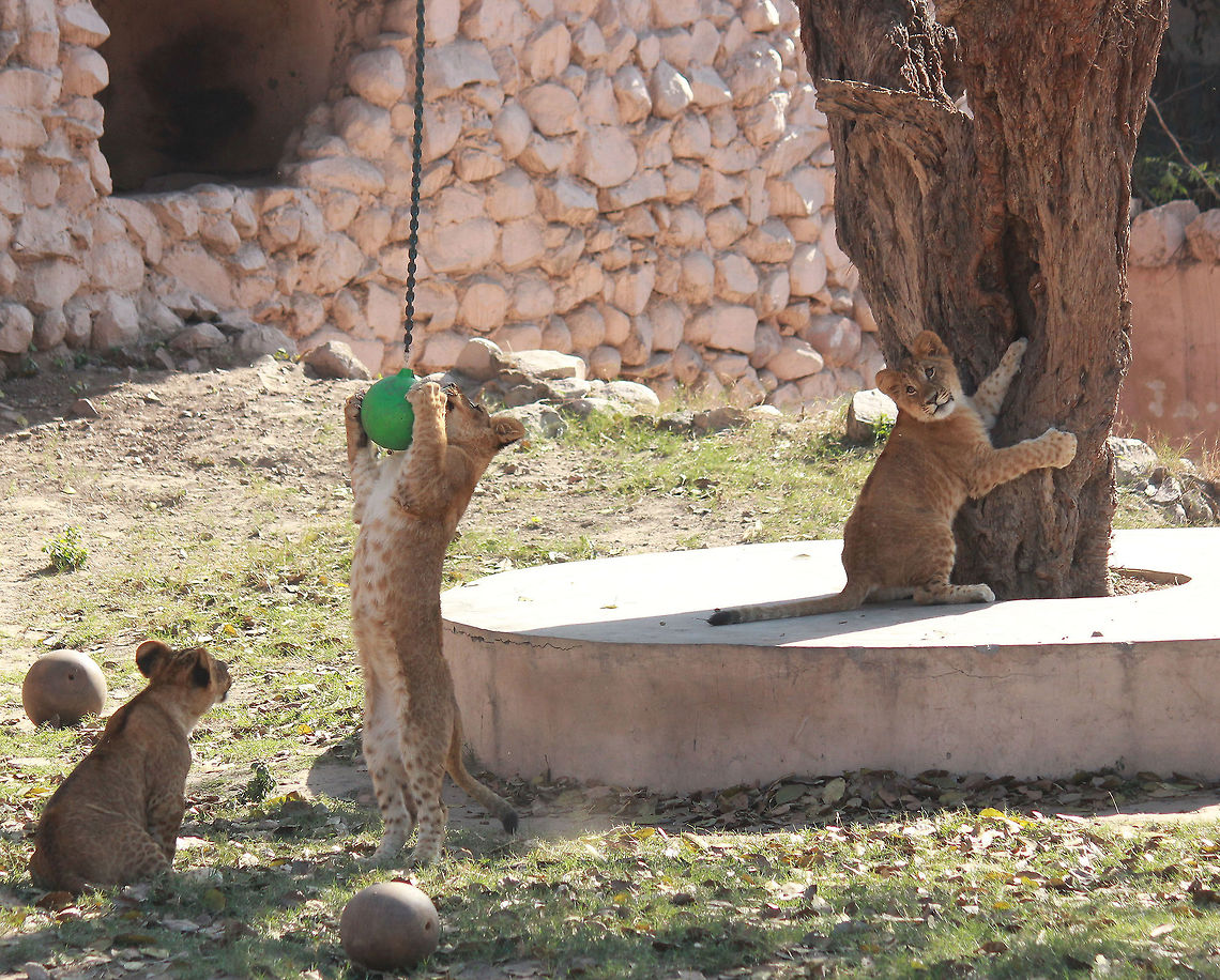Cubs_of_lioness_were_in_playful_mood_2 Cubs of lioness vasundara were in playful mood on Monday they enjoy playing with ball climb with tree in cage, Regarding your information the cubs are 6 month older. The Lucknow zoo administration holds this types of program making attraction for the people. photos and vidio by Azam Husain from Lucknow Uttar Pradesh India 27 02 2016 Geotagged,Lion,Panthera leo,Winter,wildlife lioness cubs,zoo