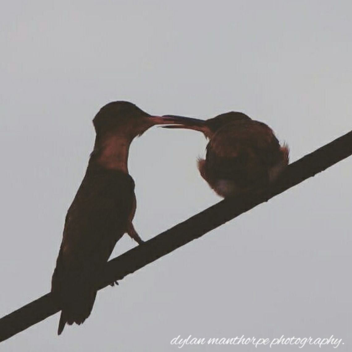 Cinnamon Humming Bird. Feeding her young. Cinnamon Humming Bird feeding her young.<br />
Playa Del Carmen Mexico. Amazilia rutila,Birds,Cinnamon hummingbird