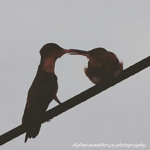 Cinnamon Humming Bird. Feeding her young. Cinnamon Humming Bird feeding her young.
Playa Del Carmen Mexico. Amazilia rutila,Birds,Cinnamon hummingbird