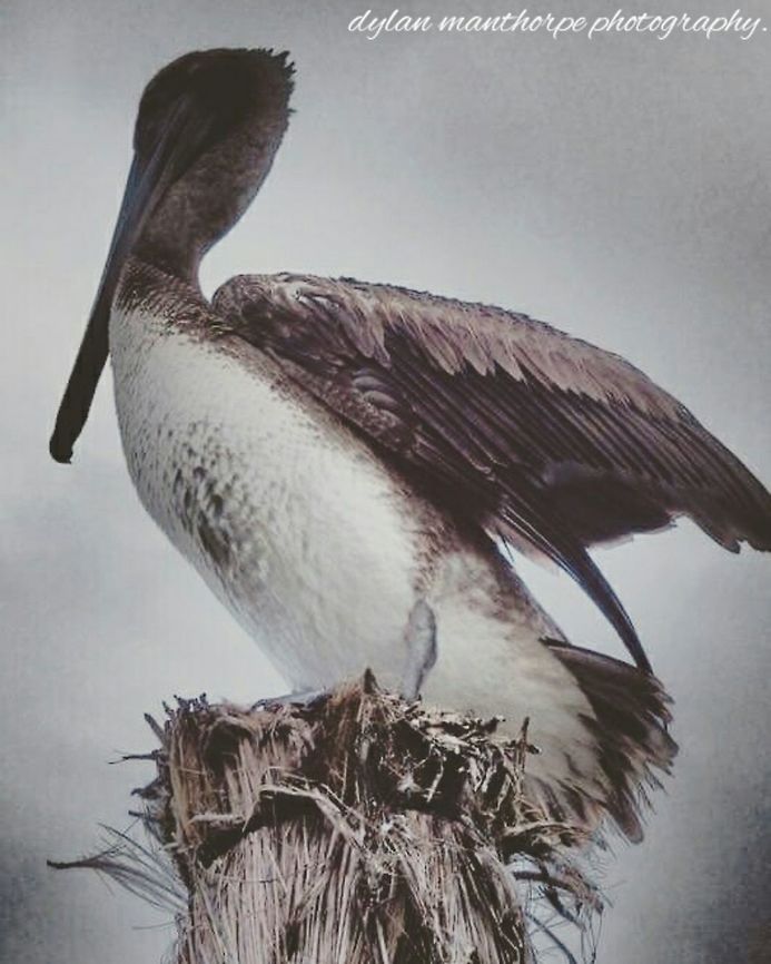 Brown Pelican. Brown Pelican drying its wings.<br />
Cancun Mexico. Brown pelican,Pelecanus occidentalis,Water Birds