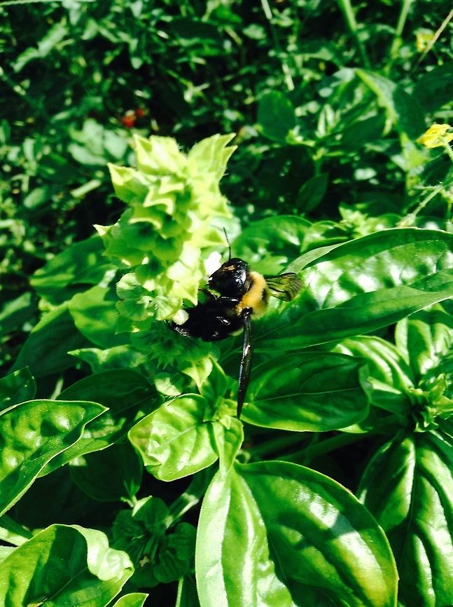 Buzzing around The bee is haveing fun with my herds Geotagged,Summer,United States