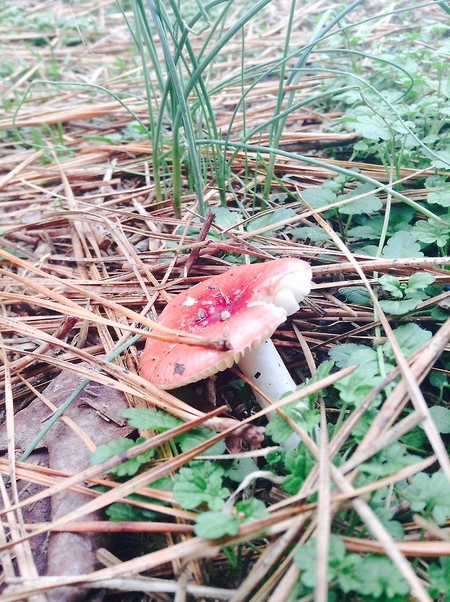 Mushroom