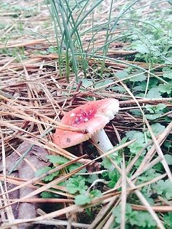 Mushroom