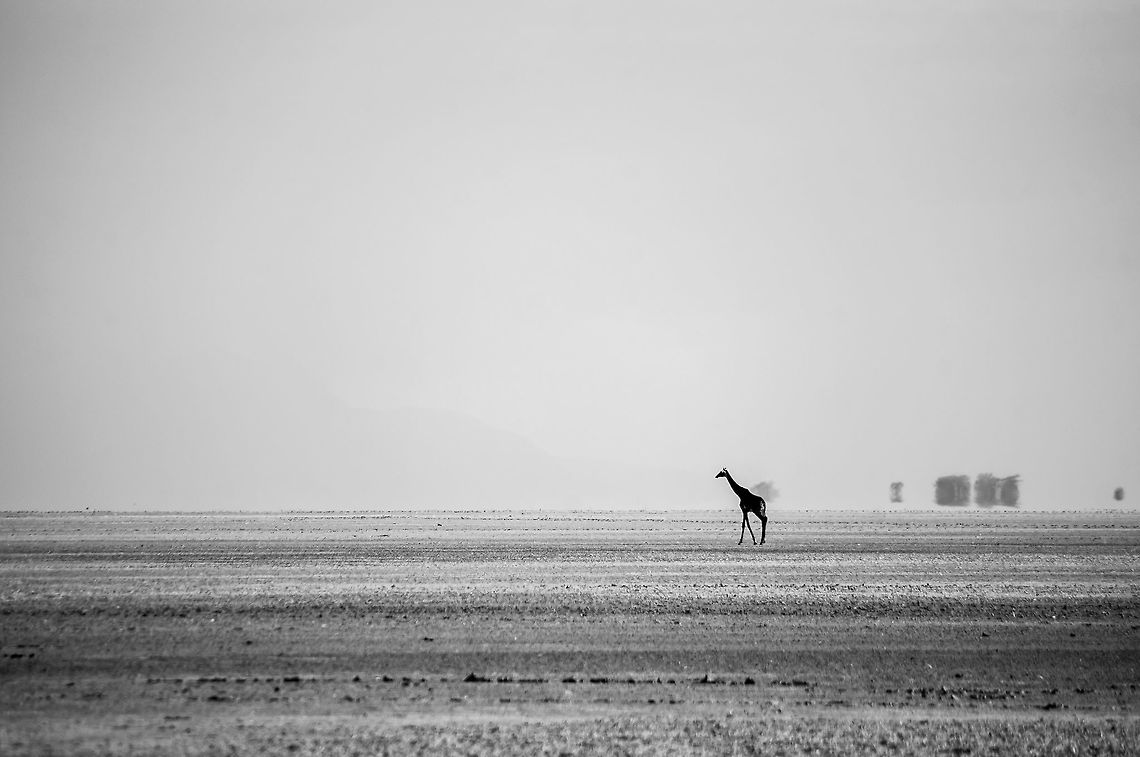 SAVANNAH GIRAFE During dry season one Giraffe is searching for water across the great Lake Manyara. It is a very difficult time for the animals and with the climate change animals are the first to experience the consequences of our mistakes.<br />
 Giraffa camelopardalis,Giraffe,Manyara,africa,alone,b&w,giraffe,lake,safari,savannah,walking,water,wildlife