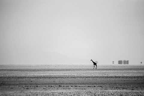 SAVANNAH GIRAFE During dry season one Giraffe is searching for water across the great Lake Manyara. It is a very difficult time for the animals and with the climate change animals are the first to experience the consequences of our mistakes.
 Giraffa camelopardalis,Giraffe,Manyara,africa,alone,b&w,giraffe,lake,safari,savannah,walking,water,wildlife