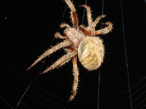 hanging out saw this on the side of my house and had to snap a pic. Araneus diadematus,European garden spider