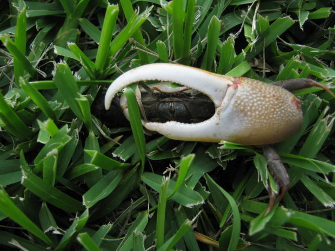 Big claw saw this little crab and noticed how big one of his claws were, so had to snap a pic. Blue land crab,Cardisoma guanhumi