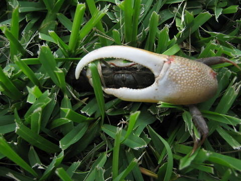 Big claw saw this little crab and noticed how big one of his claws were, so had to snap a pic. Blue land crab,Cardisoma guanhumi