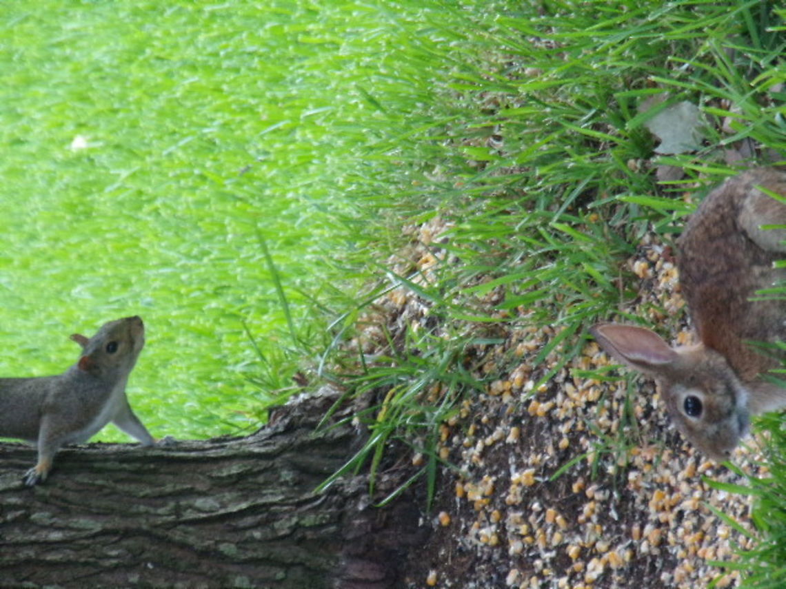sharing.. my out friends.. Eastern gray squirrel,Sciurus carolinensis