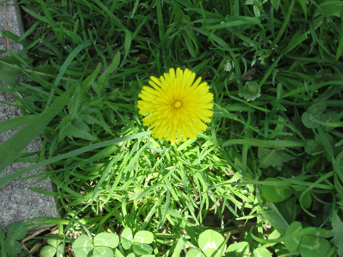 shade of flower saw this and it looked pretty cool the way the flower and sun light is.. Common dandelion,Taraxacum officinale