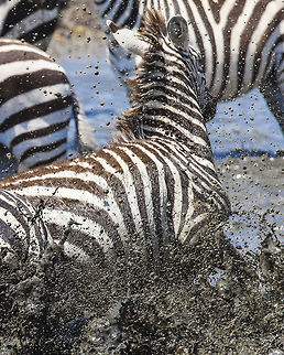Stampeding_Zebras_Frozen_Water_MG_4147 These zebras were in a pond drinking when they became startled.  I froze the water with a fast shutter speed. Equus quagga,Geotagged,Plains zebra,Summer,Tanzania