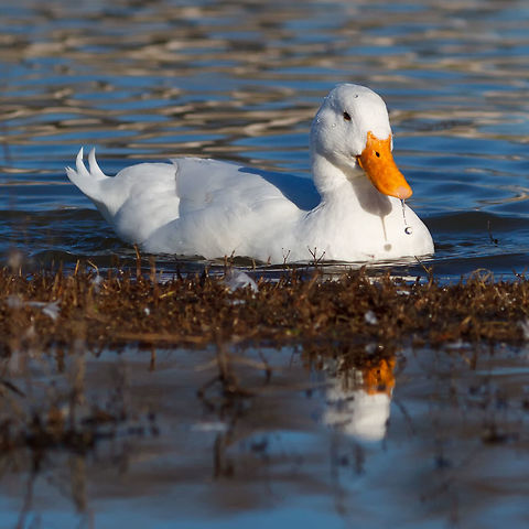 Duck with "exclamation point" This duck had a water dripping from its bill that looked like an exclamation point.  The duck just landed in a small lake in Arlington, Tx. Anas platyrhynchos domesticus,Domesticated duck,Geotagged,United States,Winter,ducks