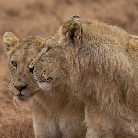 Brother and sister lion cubs Hopefully these vigorous, beautiful, healthy and thriving cubs have avoided poaching.
The pic was one of many taken from a vehicle while traversing a dirt road in The Serengeti, Tanzania, Africa.  The conditions were ideal and unique.
The road was somewhat lower than where the small pride was basking, resulting in us being at about eye level.  Nobody else was around, so we just observed and shot during golden light. Lion,Panthera leo