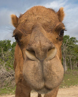 Joe_camel  Camelus dromedarius,Dromedary camel,Geotagged,Spring,United States