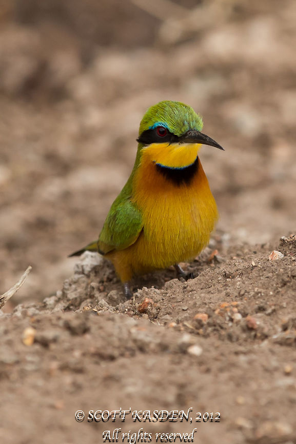 Bee Eater Beautiful bird taking a break from eating  bees Little Bee-eater,Merops pusillus,bee eater,bird