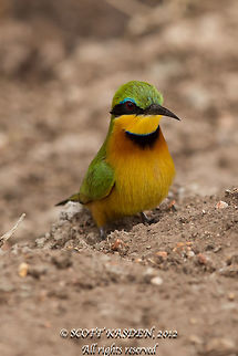 Bee Eater Beautiful bird taking a break from eating  bees Little Bee-eater,Merops pusillus,bee eater,bird