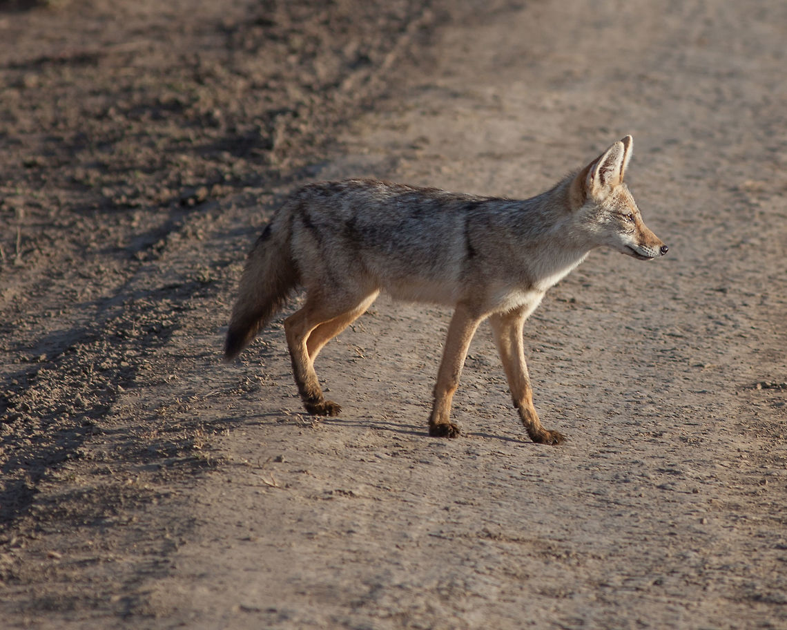 Black Backed Jackal on the move Early AM hunt for breakfast Black-backed jackal,Canis mesomelas,Jackal