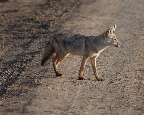 Black Backed Jackal on the move Early AM hunt for breakfast Black-backed jackal,Canis mesomelas,Jackal