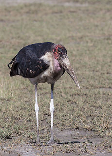 Maribou stork These are very large scavengers Leptoptilos crumeniferus,Marabou Stork,bird,scavangers
