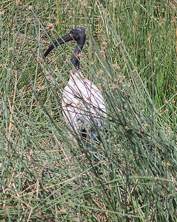 Sacred Ibis in the rough This bird was not that easy to spot when I was in Africa, so this is a treat to see. African Sacred Ibis,Threskiornis aethiopicus,ibis_Sacred