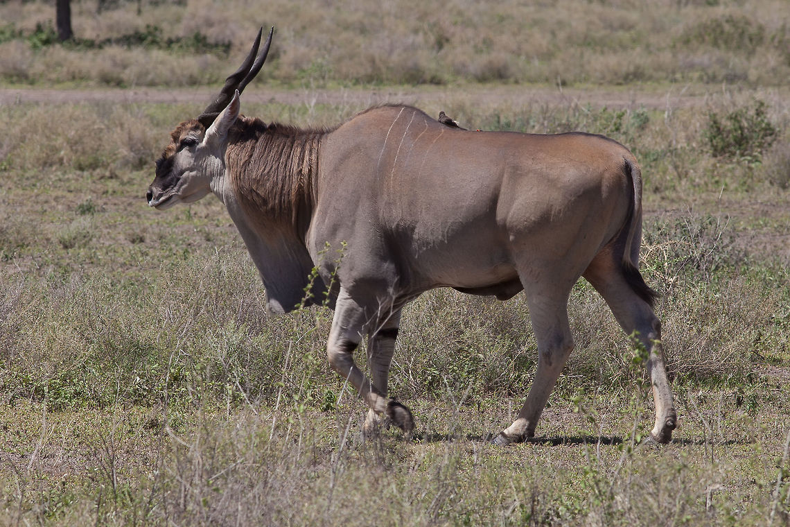 Common Eland with Ox Pecker Bird on back Massive Common Eland is not a common sight.  Extremely large, lumbering, beautiful animal. Common eland,Taurotragus oryx