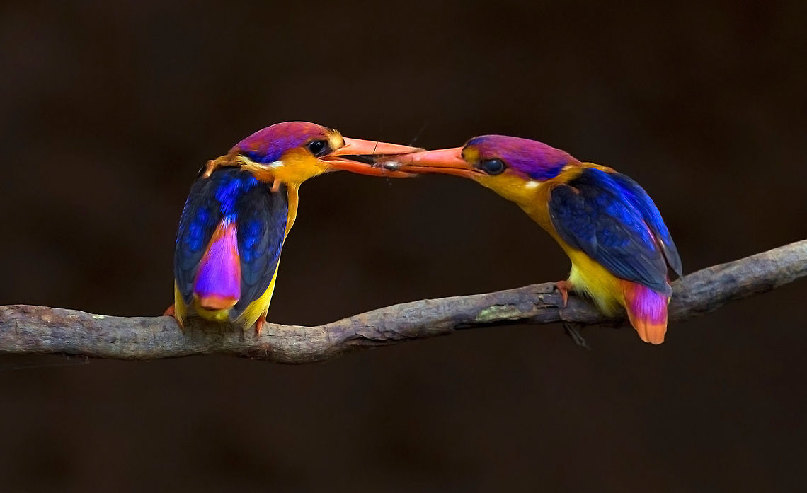 Oriental Dwarf Kingfisher   (Ceyx erithaca) &#039;A Gift of Love&#039;  <br />
The monsoon is the time when Sanjay Gandhi National Park, Mumbai, transforms into a paradise for nature lovers, this is when Aditya Salekar spotted this pair of Oriental Dwarf Kingfishers (Ceyx erithaca) engaged in a classic courtship ritual. The male bird, in customary fashion, feeds the female, before being allowed to mate with her.<br />
<br />
Breeding / Nesting<br />
<br />
<br />
In southwestern India, they begin to breed in June - with the onset of the Southwest Monsoon. In other areas, their breeding season stretches from October to December.<br />
<br />
The nest is a horizontal tunnel or burrow on a bank up to a meter in length. The nests are constructed by both males and females. They will take turns burrowing out a tunnel with their feet, and then they will hollow out a narrow chamber at the end of the tunnel in which to lay their eggs. The birds will spend between three and seven days working to complete their tunnel. Some birds attack their worksites so forcefully that they have fatally injured themselves as they fly into the tunnels during these excavations. Nests constructed in hard, less penetrable ground will have tunnels that are shorter than those dug into sand or soft soil. Kingfishers are fiercely territorial in defense of their nests.<br />
<br />
The clutch usually consists of 3 to 6 eggs, which are incubated by both the male and female for about 17 days. The chicks are fed with geckos, skinks, snails, frogs, crickets and dragonflies.<br />
<br />
The hatchlings are altricial (without any down, blind and helpless) and they require care and feeding by the parents, who bring the food into the nesting chamber and keep them warm. However, the nestlings grow quickly and soon they are able to travel toward the entrance of the tunnel where they encounter the adults and wait to be fed. Eventually, they are fed on a perch near the entrance. Fledging can last a few days to a few weeks. After that, the chicks will be on their own and will feed themselves.<br />
<br />
The young fledge (leave the nest) when they are about 20 days old. A second brood may be raised if the first nesting attempt was unsuccessful. Ceyx erithaca,Geotagged,India,Oriental dwarf kingfisher,OrientalDwarfKingfisher,Summer,adityasalekar,forestkingfisher,intothewild,jewelofthejungle,kingfishersofindia,mumbai,wildlifephotography