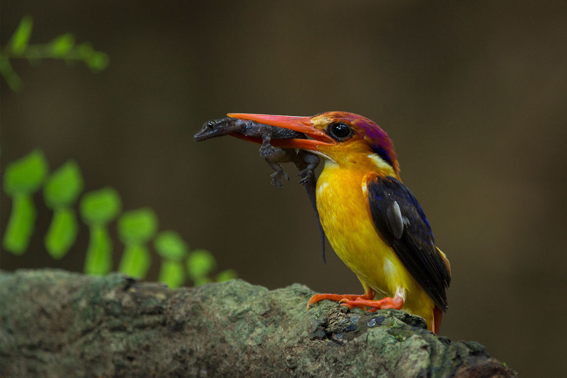 The Jewel of Western Ghats Oriental Dwarf Kingfisher Oriental Dwarf Kingfisher/Three toed Kingfisher CeyxErythaca<br />
<br />
Introduction - This particular variety is the smallest sized Kingfisher and is extensively considered as the most stunning one as well.<br />
<br />
Size - 14cms. Weight - 9 grams<br />
<br />
Presence - This is a migratory bird that moves around with the onset of the south-west monsoon. It is found in Asian countries including Bhutan, Nepal, and Bangladesh and in the North Eastern region of India. It occupies areas such as small streams, shaded areas in forests and forests that are evergreen in nature. Ceyx erithaca,Geotagged,India,Oriental dwarf kingfisher,Summer