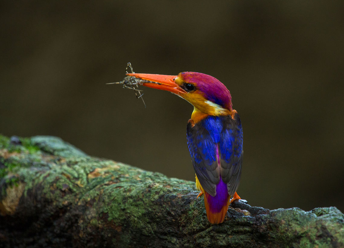 Oriental dwarf kingfisher Ceyx erithaca Diet / Feeding<br />
<br />
Like other kingfisher species, the Oriental Dwarf Kingfisher hunts from a perch. However, instead of fish (the typical diet of the kingfisher), it mainly feeds on insects, as well as small lizards or frogs, if the opportunity arises. Before eating lizards or frogs, it kills them by holding them in the beak and continually hitting them against a stone or tree stump.<br />
<br />
Kingfishers are highly territorial birds. They will locate a prime area based on food sources, desirable perching trees and safe roosting sites. Like most birds, they will search for their food in the mornings and evenings. If the weather is cooler, they will also hunt for food during mid-day.<br />
<br />
Cleanliness is important to Kingfishers; they will dive into the water to bathe, then fly to a perch to preen and dry their feathers in the sunlight. Some will even clean their heads using their wings. They will utilize a branch to clean their impressive bills, keeping them in excellent condition by scraping them back and forth.<br />
<br />
 Ceyx erithaca,Geotagged,India,Oriental dwarf kingfisher,Summer