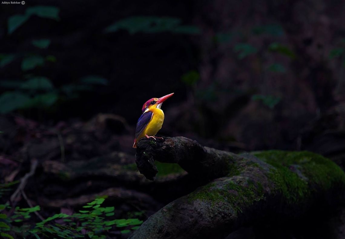 Oriental Dwarf Kingfisher in its habitat | The Jewel of Western Ghats The Jewel of Western Ghats<br />
Oriental Dwarf Kingfisher in its habitat<br />
 Ceyx erithaca,Oriental dwarf kingfisher