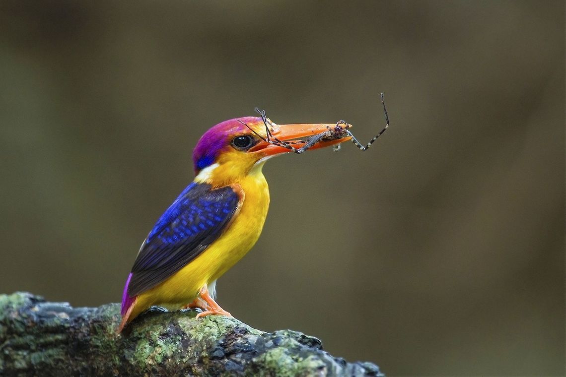 Oriental dwarf kingfisher Ceyx erithaca In southwestern India, they begin to breed in June - with the onset of the Southwest Monsoon. In other areas, their breeding season stretches from October to December.<br />
<br />
The nest is a horizontal tunnel or burrow on a bank up to a meter in length. The nests are constructed by both males and females. They will take turns burrowing out a tunnel with their feet, and then they will hollow out a narrow chamber at the end of the tunnel in which to lay their eggs. The birds will spend between three and seven days working to complete their tunnel. Some birds attack their worksites so forcefully that they have fatally injured themselves as they fly into the tunnels during these excavations. Nests constructed in hard, less penetrable ground will have tunnels that are shorter than those dug into sand or soft soil. Kingfishers are fiercely territorial in defense of their nests.<br />
<br />
The clutch usually consists of 3 to 6 eggs, which are incubated by both the male and female for about 17 days. The chicks are fed with geckos, skinks, snails, frogs, crickets and dragonflies.<br />
<br />
The hatchlings are altricial (without any down, blind and helpless) and they require care and feeding by the parents, who bring the food into the nesting chamber and keep them warm. However, the nestlings grow quickly and soon they are able to travel toward the entrance of the tunnel where they encounter the adults and wait to be fed. Eventually, they are fed on a perch near the entrance. Fledging can last a few days to a few weeks. After that, the chicks will be on their own and will feed themselves.<br />
<br />
The young fledge (leave the nest) when they are about 20 days old. A second brood may be raised if the first nesting attempt was unsuccessful.<br />
<br />
Diet / Feeding<br />
<br />
Like other kingfisher species, the Oriental Dwarf Kingfisher hunts from a perch. However, instead of fish (the typical diet of the kingfisher), it mainly feeds on insects, as well as small lizards or frogs, if the opportunity arises. Before eating lizards or frogs, it kills them by holding them in the beak and continually hitting them against a stone or tree stump.<br />
<br />
Kingfishers are highly territorial birds. They will locate a prime area based on food sources, desirable perching trees and safe roosting sites. Like most birds, they will search for their food in the mornings and evenings. If the weather is cooler, they will also hunt for food during mid-day.<br />
<br />
Cleanliness is important to Kingfishers; they will dive into the water to bathe, then fly to a perch to preen and dry their feathers in the sunlight. Some will even clean their heads using their wings. They will utilize a branch to clean their impressive bills, keeping them in excellent condition by scraping them back and forth.<br />
<br />
<br />
The Oriental Dwarf Kingfisher Ceyx erithaca also known as Black-backed Kingfisher, is one of the smallest known kingfisher species. Only slightly larger than a medium-sized hummingbird, it measures about 14 cm in length (including bill and tail) and weighs between 14&ndash;21 g. Males and females are alike and it is easily identified by its small size, brilliant orange-red bill, violet wash to the sides of its otherwise orange head,glossy bluish-black back and orange underparts. It inhabits shady jungle streams in moist deciduous and evergreen forests, where it feeds mainly on insects, small lizards and frogs. The breeding season in the South India (Western Ghats) is from June to September. Both birds take part in excavating a tunnel and nesting chamber in a stream bank,road cutting or terrestrial termitarium, often well away from water; clutch size 3&ndash;7 eggs. <br />
<br />
<br />
<br />
Chicks are fed with geckos, skinks, snails, frogs, crickets and dragonflies  Ceyx erithaca,Geotagged,India,Oriental dwarf kingfisher,Summer