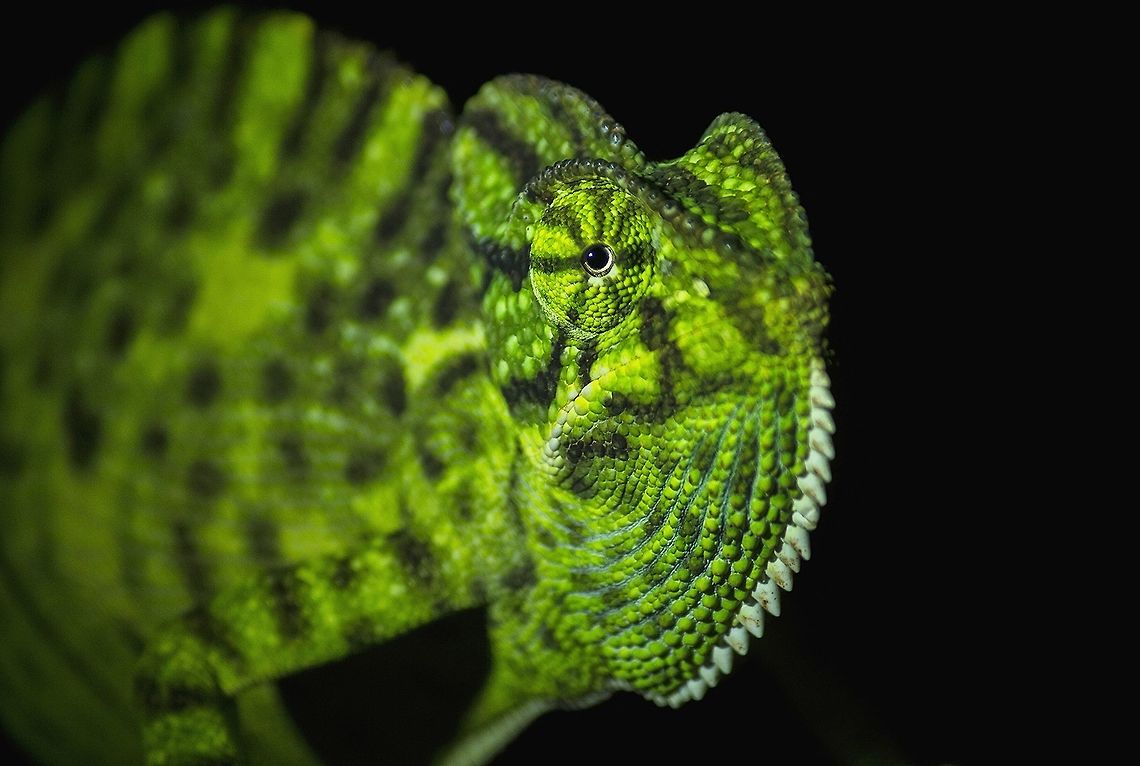 The Indian chameleon Chamaeleo zeylanicus The Indian chameleon, Chamaeleo zeylanicus is a species of chameleon found in Sri Lanka, India, and other parts of South Asia. Like other chameleons, this species has a long tongue, feet that are shaped into bifid claspers, a prehensile tail, independent eye movement, and the ability to change skin colour. They move slowly with a bobbing or swaying movement and are usually arboreal. Strangely, they do not choose the background colour and may not even be able to perceive colour differences. They are usually in shades of green or brown or with bands. They can change colour rapidly and the primary purpose of colour change is for communication with other chameleons and for controlling body temperature by changing to dark colours to absorb heat Chamaeleo zeylanicus,Geotagged,India,Indian chameleon,Spring