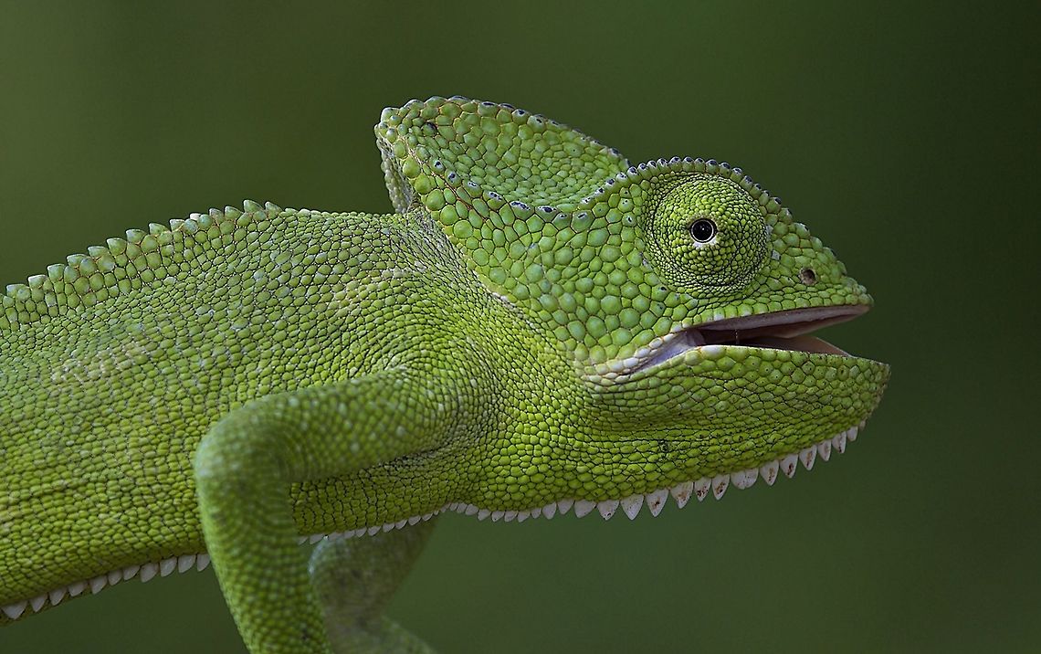 The Indian chameleon, Chamaeleo zeylanicus The Indian chameleon, Chamaeleo zeylanicus is a species of chameleon found in Sri Lanka, India, and other parts of South Asia. Like other chameleons, this species has a long tongue, feet that are shaped into bifid claspers, a prehensile tail, independent eye movement, and the ability to change skin colour. They move slowly with a bobbing or swaying movement and are usually arboreal. Strangely, they do not choose the background colour and may not even be able to perceive colour differences. They are usually in shades of green or brown or with bands. They can change colour rapidly and the primary purpose of colour change is for communication with other chameleons and for controlling body temperature by changing to dark colours to absorb heat. Chamaeleo zeylanicus,Geotagged,India,Indian chameleon,Spring