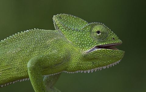 The Indian chameleon, Chamaeleo zeylanicus The Indian chameleon, Chamaeleo zeylanicus is a species of chameleon found in Sri Lanka, India, and other parts of South Asia. Like other chameleons, this species has a long tongue, feet that are shaped into bifid claspers, a prehensile tail, independent eye movement, and the ability to change skin colour. They move slowly with a bobbing or swaying movement and are usually arboreal. Strangely, they do not choose the background colour and may not even be able to perceive colour differences. They are usually in shades of green or brown or with bands. They can change colour rapidly and the primary purpose of colour change is for communication with other chameleons and for controlling body temperature by changing to dark colours to absorb heat. Chamaeleo zeylanicus,Geotagged,India,Indian chameleon,Spring