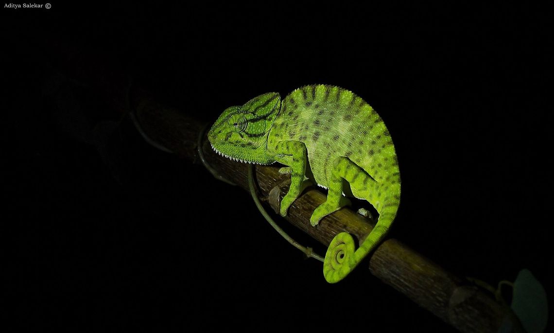 The Indian chameleon, Chamaeleo zeylanicus The Amazing Chameleon ! Apart from changing colours, it can focus each of the two eyes in different directions and observe two different objects simultaneously! <br />
The Indian chameleon, Chamaeleo zeylanicus is a species of chameleon found in Sri Lanka, India, and other parts of South Asia. Like other chameleons, this species has a long tongue, feet that are shaped into bifid claspers, a prehensile tail, independent eye movement, and the ability to change skin colour. They move slowly with a bobbing or swaying movement and are usually arboreal. Strangely, they do not choose the background colour and may not even be able to perceive colour differences. They are usually in shades of green or brown or with bands. They can change colour rapidly and the primary purpose of colour change is for communication with other chameleons and for controlling body temperature by changing to dark colours to absorb heat. Chamaeleo zeylanicus,Geotagged,India,Indian chameleon