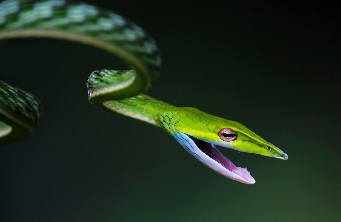 Green Vine Snake (Ahaetulla nasuta) Green Vine Snake (Ahaetulla nasuta)<br />
<br />
The Green Vine Snake (Ahaetulla nasuta) is a master of camouflage. Its slender body is almost impossible to pick out in the thick vegetation of forest. It takes patience and practice to find this snake but once you have the technique down, you start to see them everywhere. Green Vines are diurnal, so as soon as it gets dark they curl up on a plant and go to sleep. In the dark, they are a lot easier to see by torch light.<br />
<br />
The Green Vine Snake (Ahaetulla nasuta) relies on its colour to camouflage itself from prey and predator. Common at Sanjay Gandhi National Park &amp; Matheran, they are often seen waiting patiently for prey to come along. They have been known to feed on other snakes and small birds too. They are mildly venomous to humans. When agitated, however, the snake reveals a lot more colors. It breaks into a checkerboard pattern and opens its mouth wide trying to scare away the intruder. When the threat passes by, they swiftly move through the branches to a more secure location.<br />
<br />
<br />
But unfortunately this beautiful species of snake is under the grave danger of illegal wildlife trafficking. This snake species is unlawfully possessed, handled and transported by so called snake rescuers and wildlife photographers who carry them in bottles and mishandle them for the selfish purpose of photography. Ahaetulla nasuta,Geotagged,Green vine snake or Long-nosed whip snake,India