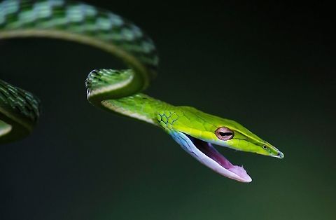 Green Vine Snake (Ahaetulla nasuta) Green Vine Snake (Ahaetulla nasuta)

The Green Vine Snake (Ahaetulla nasuta) is a master of camouflage. Its slender body is almost impossible to pick out in the thick vegetation of forest. It takes patience and practice to find this snake but once you have the technique down, you start to see them everywhere. Green Vines are diurnal, so as soon as it gets dark they curl up on a plant and go to sleep. In the dark, they are a lot easier to see by torch light.

The Green Vine Snake (Ahaetulla nasuta) relies on its colour to camouflage itself from prey and predator. Common at Sanjay Gandhi National Park & Matheran, they are often seen waiting patiently for prey to come along. They have been known to feed on other snakes and small birds too. They are mildly venomous to humans. When agitated, however, the snake reveals a lot more colors. It breaks into a checkerboard pattern and opens its mouth wide trying to scare away the intruder. When the threat passes by, they swiftly move through the branches to a more secure location.


But unfortunately this beautiful species of snake is under the grave danger of illegal wildlife trafficking. This snake species is unlawfully possessed, handled and transported by so called snake rescuers and wildlife photographers who carry them in bottles and mishandle them for the selfish purpose of photography. Ahaetulla nasuta,Geotagged,Green vine snake or Long-nosed whip snake,India