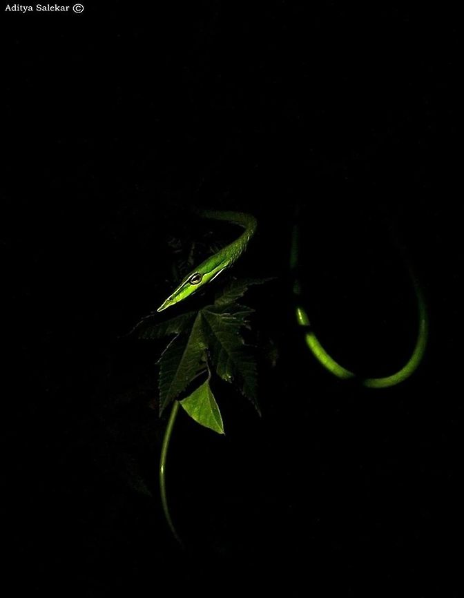 Green Vine Snake (Ahaetulla nasuta) The Green Vine Snake (Ahaetulla nasuta) is a master of camouflage. Its slender body is almost impossible to pick out in the thick vegetation of forest. It takes patience and practice to find this snake but once you have the technique down, you start to see them everywhere. Green Vines are diurnal, so as soon as it gets dark they curl up on a plant and go to sleep. In the dark, they are a lot easier to see by torch light.<br />
 Ahaetulla nasuta,Geotagged,Green vine snake or Long-nosed whip snake,India