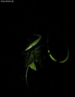 Green Vine Snake (Ahaetulla nasuta) The Green Vine Snake (Ahaetulla nasuta) is a master of camouflage. Its slender body is almost impossible to pick out in the thick vegetation of forest. It takes patience and practice to find this snake but once you have the technique down, you start to see them everywhere. Green Vines are diurnal, so as soon as it gets dark they curl up on a plant and go to sleep. In the dark, they are a lot easier to see by torch light.
 Ahaetulla nasuta,Geotagged,Green vine snake or Long-nosed whip snake,India