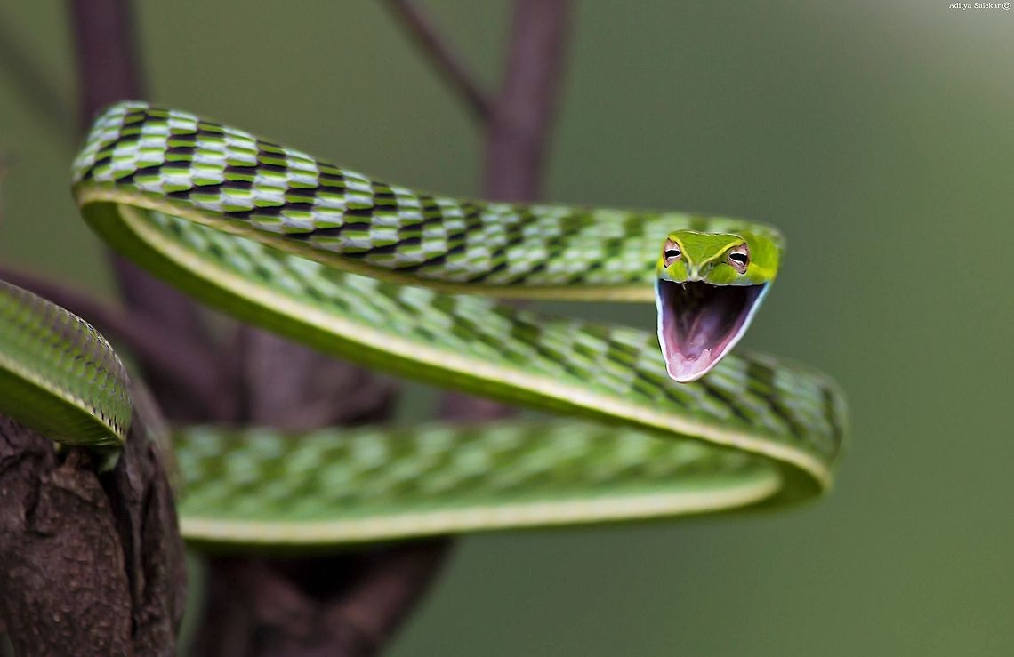 Green Vine Snake (Ahaetulla nasuta) Green Vine Snake (Ahaetulla nasuta)<br />
<br />
The Green Vine Snake (Ahaetulla nasuta) is a master of camouflage. Its slender body is almost impossible to pick out in the thick vegetation of forest. It takes patience and practice to find this snake but once you have the technique down, you start to see them everywhere. Green Vines are diurnal, so as soon as it gets dark they curl up on a plant and go to sleep. In the dark, they are a lot easier to see by torch light.<br />
<br />
 Ahaetulla nasuta,Green vine snake or Long-nosed whip snake