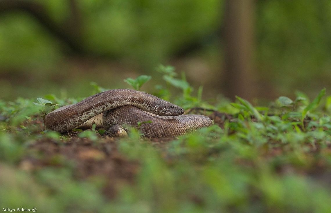 Whitaker's sandboa | Eryx whitakeri Endemic to India. Found in and around Western Ghats of Goa, Karnataka, Kerala, Maharashtra and Tamil Nadu.<br />
Venom Type: <br />
N/A<br />
<br />
Characteristics for identification: <br />
Before description this species was documented as Gongylophis conicus (Common Sand Boa) which looks very close to it. Eryx whitakeri is found to have smoother and more shiny scales. Body patterns looks close to Common Sand Boa. With very close appearance like Common Sand Boa (E. conicus) it can be easily identified by checking its small head, thick &amp; robust body marked with irregular sepia patches, smooth scales and thick tail covered with smooth scales.<br />
<br />
Description: <br />
Dorsal -<br />
Body short and very thick; smooth or weakly keeled scales found in all over the body. Body full of irregular patches of dark color which are usually continuous and fused with ground color making sometimes uniform in appearance on superficial look. Ground color brown or reddish brown which is always lighter than color of patches.<br />
<br />
Ventral -<br />
Belly scales much narrower like typical burrowers. Color generally yellowish-white with or without dark patches. Subcaudal scales unpaired.<br />
<br />
Head -<br />
Head small and not very distinct from neck; covered with weakly keeled or smooth scales. Underside also covered with small scales and mental groove absent. Eyes small with vertical pupil.<br />
<br />
Tail -<br />
Tail very short, thick and covered with smooth or weakly keeled keeled scales of smooth appearance; ends with small rounded tip. Eryx whitakeri