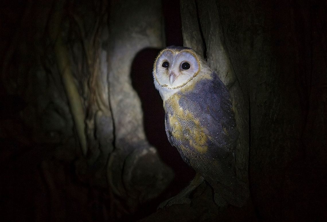 Barn owl | Tyto alba Ghostly pale and strictly nocturnal, Barn Owls are silent predators of the night world. Lanky, with a whitish face, chest, and belly, and buffy upperparts, this owl roosts in hidden, quiet places during the day. By night, they hunt on buoyant wingbeats in open fields and meadows. You can find them by listening for their eerie, raspy calls, quite unlike the hoots of other owls. Despite a worldwide distribution, Barn Owls are declining in parts of their range due to habitat loss.<br />
<br />
The barn owl (Tyto alba) is the most widely distributed species of owl, and one of the most widespread of all birds. It is also referred to as the common barn owl, to distinguish it from other species in its family, Tytonidae, which forms one of the two main lineages of living owls, the other being the typical owls (Strigidae). The barn owl is found almost everywhere in the world except polar and desert regions, Asia north of the Himalayas, most of Indonesia and some Pacific islands AdityaSalekar,Barn Owl,BarnOwl,Geotagged,India,Maharashtra,Thane,Tyto alba,intothewild