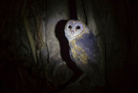 Barn owl | Tyto alba Ghostly pale and strictly nocturnal, Barn Owls are silent predators of the night world. Lanky, with a whitish face, chest, and belly, and buffy upperparts, this owl roosts in hidden, quiet places during the day. By night, they hunt on buoyant wingbeats in open fields and meadows. You can find them by listening for their eerie, raspy calls, quite unlike the hoots of other owls. Despite a worldwide distribution, Barn Owls are declining in parts of their range due to habitat loss.

The barn owl (Tyto alba) is the most widely distributed species of owl, and one of the most widespread of all birds. It is also referred to as the common barn owl, to distinguish it from other species in its family, Tytonidae, which forms one of the two main lineages of living owls, the other being the typical owls (Strigidae). The barn owl is found almost everywhere in the world except polar and desert regions, Asia north of the Himalayas, most of Indonesia and some Pacific islands AdityaSalekar,Barn Owl,BarnOwl,Geotagged,India,Maharashtra,Thane,Tyto alba,intothewild