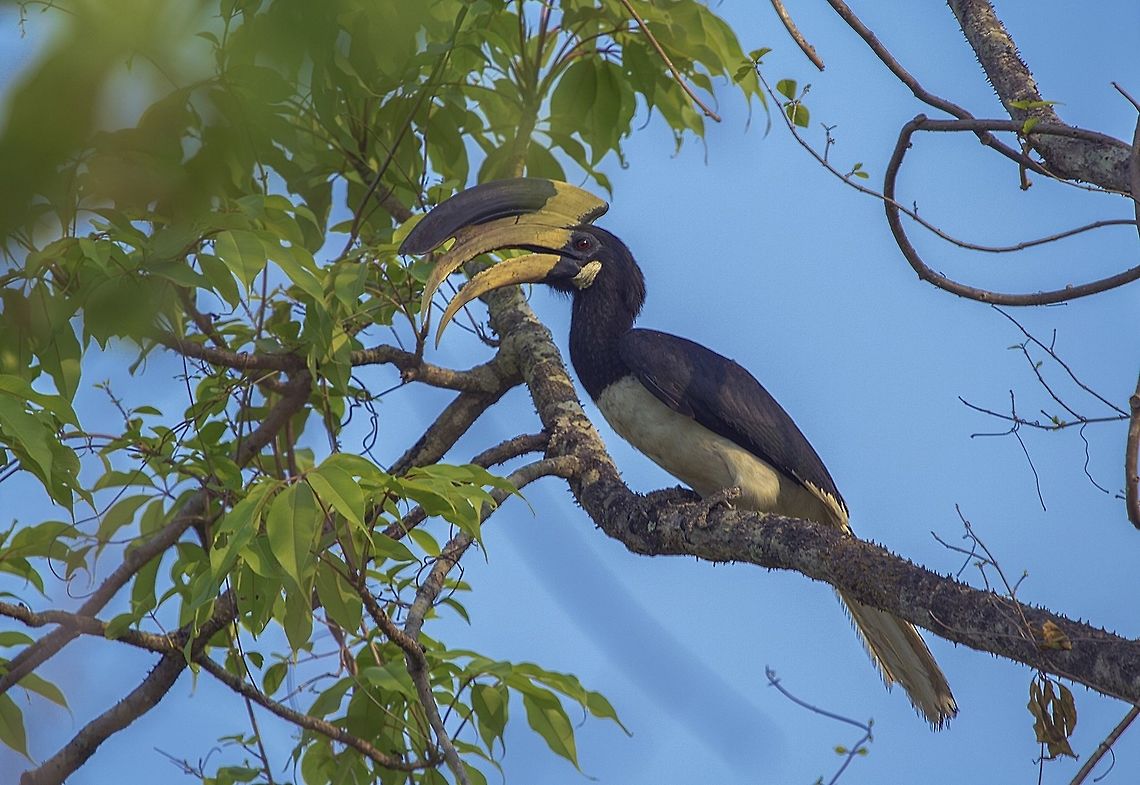 Malabar pied hornbill (Anthracoceros coronatus) The Malabar pied hornbill is a common resident breeder in tropical and subtropical Asia from India east to Borneo. Its habitat is evergreen and moist deciduous forests, often near human settlements.<br />
<br />
The Malabar pied hornbill is a large hornbill, at 65 cm (26 in) in length. It has mainly black plumage, apart from its white belly, throat patch, tail sides and trailing edge to the wings. The bill is yellow with a large, mainly black casque. Females have white orbital skin, which the males lack. Juveniles have no casque. It might be confused with the oriental pied hornbill. Anthracoceros coronatus,Geotagged,India,Malabar pied hornbill,Malabarpiedhornbill,adityasalekar,birdsofindia,india,intothewild