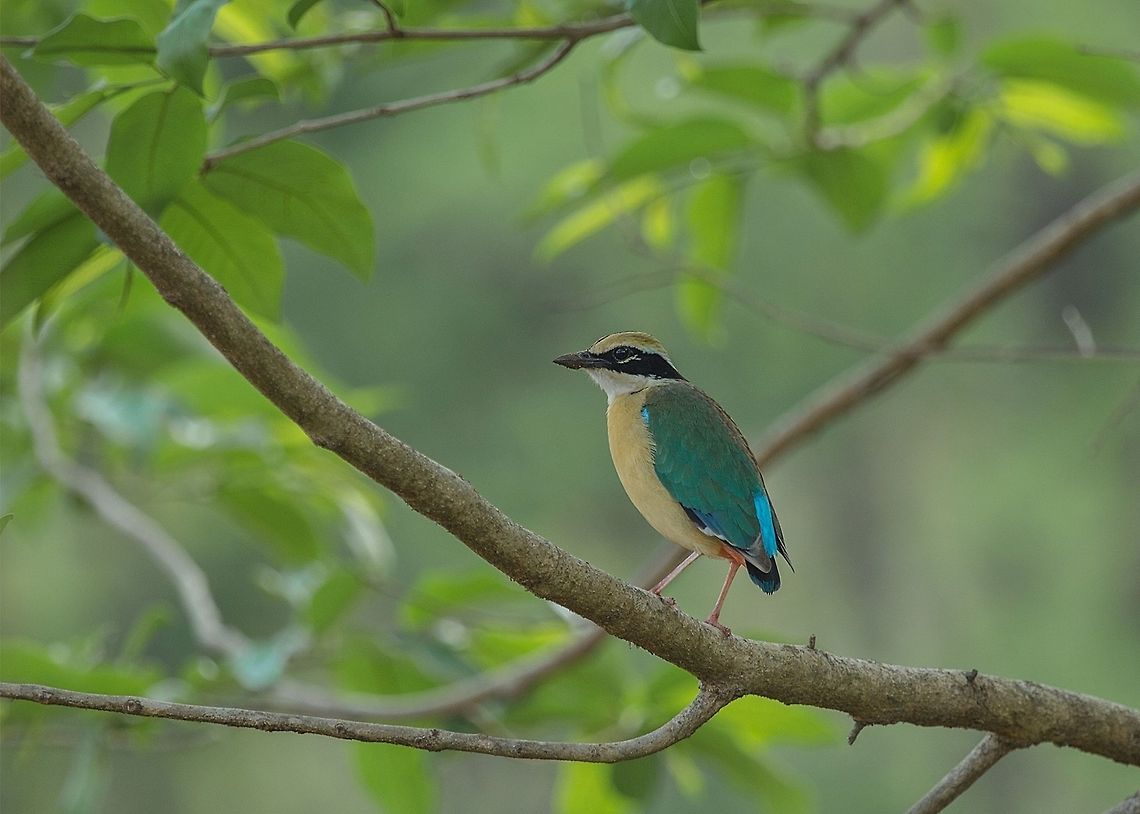 The Indian pitta (Pitta brachyura) The Indian pitta (Pitta brachyura) is a passerine bird native to the Indian subcontinent. It inhabits scrub jungle, deciduous and dense evergreen forest. Breeding in the forests of the Himalayas, hills of central and western India, they migrate to other parts of the peninsula in winter. Although very colourful, they are usually shy and hidden in the undergrowth where they hop and pick insects on the forest floor. They have a distinctive two note whistling call which may be heard at dawn and dusk.It is considered Least Concern by IUCN as its range is very large<br />
<br />
The Indian pitta is a small stubby-tailed bird that is mostly seen on the floor of forests or under dense undergrowth, foraging on insects in leaf litter. It has long, strong legs, a very short tail and stout bill, with a buff coloured crown stripe, black coronal stripes, a thick black eye stripe and white throat and neck. The upperparts are green, with a blue tail, the underparts buff, with bright red on the lower belly and vent. The bird hops on the ground to forage and has been known to get trapped in ground traps meant for small mammals.It has been suggested that the width of the coronal stripe may differ in the sexes.<br />
<br />
It is more often heard than seen and has a distinctive loud two-note whistle wheeet-tieu or wieet-pyou or sometimes, a triple note hh-wit-wiyu. They have a habit of calling once or twice, often with neighbouring individuals joining in, at dawn or dusk leading to their common name of &quot;Six-O-Clock&quot; bird in Tamil. When calling the head is thrown back and the bill is pointed upwards<br />
<br />
The Indian pitta is a small stubby-tailed bird that is mostly seen on the floor of forests or under dense undergrowth, foraging on insects in leaf litter. It has long, strong legs, a very short tail and stout bill, with a buff coloured crown stripe, black coronal stripes, a thick black eye stripe and white throat and neck. The upperparts are green, with a blue tail, the underparts buff, with bright red on the lower belly and vent. The bird hops on the ground to forage and has been known to get trapped in ground traps meant for small mammals. It has been suggested that the width of the coronal stripe may differ in the sexes.<br />
<br />
It is more often heard than seen and has a distinctive loud two-note whistle &#039;&#039;wheeet-tieu&#039;&#039; or &#039;&#039;wieet-pyou&#039;&#039; or sometimes, a triple note &#039;&#039;hh-wit-wiyu&#039;&#039;. They have a habit of calling once or twice, often with neighbouring individuals joining in, at dawn or dusk leading to their common name of &quot;Six-O-Clock&quot; bird in Tamil. When calling the head is thrown back and the bill is pointed upwards.<br />
<br />
Pittas are among the few Old World suboscine birds. The Indian pitta is the basal member of a distinct clade that includes many of the Oriental species. It forms a superspecies with the fairy pitta , mangrove pitta and blue-winged pitta .<br />
 The Indian pitta (Pitta brachyura) The Indian pitta (Pitta brachyura) is a passerine bird native to the Indian subcontinent. It inhabits scrub jungle, deciduous and dense evergreen forest. Breeding in the forests of the Himalayas, hills of central and western India, they migrate to other parts of the peninsula in winter. Although very colourful, they are usually shy and hidden in the undergrowth where they hop and pick insects on the forest floor. They have a distinctive two note whistling call which may be heard at dawn and dusk.It is considered Least Concern by IUCN as its range is very large<br />
<br />
The Indian pitta is a small stubby-tailed bird that is mostly seen on the floor of forests or under dense undergrowth, foraging on insects in leaf litter. It has long, strong legs, a very short tail and stout bill, with a buff coloured crown stripe, black coronal stripes, a thick black eye stripe and white throat and neck. The upperparts are green, with a blue tail, the underparts buff, with bright red on the lower belly and vent. The bird hops on the ground to forage and has been known to get trapped in ground traps meant for small mammals.It has been suggested that the width of the coronal stripe may differ in the sexes.<br />
<br />
It is more often heard than seen and has a distinctive loud two-note whistle wheeet-tieu or wieet-pyou or sometimes, a triple note hh-wit-wiyu. They have a habit of calling once or twice, often with neighbouring individuals joining in, at dawn or dusk leading to their common name of &quot;Six-O-Clock&quot; bird in Tamil. When calling the head is thrown back and the bill is pointed upwards #IndianPitta,#Konkan,#india #adityasalekar #intothewild,#westernghats,Indian pitta,Pitta brachyura<br />
Naming<br />
The name &#039;&#039;pitta&#039;&#039; comes from the Telugu word meaning &quot;small bird&quot;. Local names in India are based on the colours and their behaviours such as the time of calling and these include Hindi: &#039;&#039;Naorang&#039;&#039;, Punjabi: &#039;&#039;Nauranga&#039;&#039; , Bengali: &#039;&#039;Shumcha&#039;&#039;, Cachar: &#039;&#039;Dao bui yegashi&#039;&#039;, Gujarati: &#039;&#039;Navaranga&#039;&#039; or &#039;&#039;Hariyo&#039;&#039;; Tamil: &#039;&#039;Arumani kuruvi&#039;&#039; , &#039;&#039;Kathu-alechi&#039;&#039; , &#039;&#039;Thotta kalla&#039;&#039;; Telugu: &#039;&#039;Polanki pitta&#039;&#039;, &#039;&#039;Ponnangi pitta&#039;&#039;; Malayalam: &#039;&#039;Kavi&#039;&#039;; Kannada: &#039;&#039;Navaranga&#039;&#039; and Sinhalese: &#039;&#039;Avichchiya&#039;&#039;. The Sinhalese interpretation of its call is that the bird is complaining about the theft of its dress by a peacock: &ldquo;Evith giya, evith giya, ayith kiyannam, methe budun buduwana vita ayith kiyannam,&rdquo; which translates as: &ldquo;Came and went! Came and went! I&rsquo;ll still be complaining when the next Buddha comes! I&rsquo;ll still be complaining!&rdquo;<br />
Distribution<br />
Indian pittas breed mainly in the Himalayan foothills from the Margalla hills northern Pakistan in the west to at least Nepal and possibly up to Sikkim in the east. They also breed in the hills of central India and in the Western Ghats south to Karnataka. They migrate to all parts of peninsular India and Sri Lanka in winter. Exhausted birds may turn up inside homes. They are rare in the drier regions of India.<br />
Behavior<br />
Indian pittas roost in trees.<br />
They feed on insects and other small invertebrates that they usually pick up from the ground or leaf litter. They have also been noted to take kitchen food scraps from the ground.<br />
<br />
They breed during the south-west monsoon from June to August, with peaks in June in central India, and in July in northern India. The nest is a globular structure with a circular opening on one side built on the ground or on low branches. It is made up of dry leaves and grasses. The clutch is four to five eggs which are very glossy white and spherical with spots and speckles of deep maroon or purple.<br />
<br />
Avian malaria parasites have been noted in the species. Five out of thirteen birds in an ectoparasite survey were found to have the tick, &#039;&#039;Haemaphysalis spinigera&#039;&#039;.<br />
<br />
Their seasonal movements associated with the rains have not been well studied.<br />
Habitat<br />
Indian pittas roost in trees.<br />
They feed on insects and other small invertebrates that they usually pick up from the ground or leaf litter. They have also been noted to take kitchen food scraps from the ground.<br />
<br />
They breed during the south-west monsoon from June to August, with peaks in June in central India, and in July in northern India. The nest is a globular structure with a circular opening on one side built on the ground or on low branches. It is made up of dry leaves and grasses. The clutch is four to five eggs which are very glossy white and spherical with spots and speckles of deep maroon or purple.<br />
<br />
Avian malaria parasites have been noted in the species. Five out of thirteen birds in an ectoparasite survey were found to have the tick, &#039;&#039;Haemaphysalis spinigera&#039;&#039;.<br />
<br />
Their seasonal movements associated with the rains have not been well studied. Geotagged,India,Indian pitta,IndianPitta,Konkan,Pitta brachyura,india,intothewild,westernghats