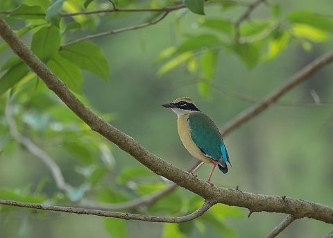 The Indian pitta (Pitta brachyura) The Indian pitta (Pitta brachyura) is a passerine bird native to the Indian subcontinent. It inhabits scrub jungle, deciduous and dense evergreen forest. Breeding in the forests of the Himalayas, hills of central and western India, they migrate to other parts of the peninsula in winter. Although very colourful, they are usually shy and hidden in the undergrowth where they hop and pick insects on the forest floor. They have a distinctive two note whistling call which may be heard at dawn and dusk.It is considered Least Concern by IUCN as its range is very large

The Indian pitta is a small stubby-tailed bird that is mostly seen on the floor of forests or under dense undergrowth, foraging on insects in leaf litter. It has long, strong legs, a very short tail and stout bill, with a buff coloured crown stripe, black coronal stripes, a thick black eye stripe and white throat and neck. The upperparts are green, with a blue tail, the underparts buff, with bright red on the lower belly and vent. The bird hops on the ground to forage and has been known to get trapped in ground traps meant for small mammals.It has been suggested that the width of the coronal stripe may differ in the sexes.

It is more often heard than seen and has a distinctive loud two-note whistle wheeet-tieu or wieet-pyou or sometimes, a triple note hh-wit-wiyu. They have a habit of calling once or twice, often with neighbouring individuals joining in, at dawn or dusk leading to their common name of "Six-O-Clock" bird in Tamil. When calling the head is thrown back and the bill is pointed upwards

The Indian pitta is a small stubby-tailed bird that is mostly seen on the floor of forests or under dense undergrowth, foraging on insects in leaf litter. It has long, strong legs, a very short tail and stout bill, with a buff coloured crown stripe, black coronal stripes, a thick black eye stripe and white throat and neck. The upperparts are green, with a blue tail, the underparts buff, with bright red on the lower belly and vent. The bird hops on the ground to forage and has been known to get trapped in ground traps meant for small mammals. It has been suggested that the width of the coronal stripe may differ in the sexes.

It is more often heard than seen and has a distinctive loud two-note whistle ''wheeet-tieu'' or ''wieet-pyou'' or sometimes, a triple note ''hh-wit-wiyu''. They have a habit of calling once or twice, often with neighbouring individuals joining in, at dawn or dusk leading to their common name of "Six-O-Clock" bird in Tamil. When calling the head is thrown back and the bill is pointed upwards.

Pittas are among the few Old World suboscine birds. The Indian pitta is the basal member of a distinct clade that includes many of the Oriental species. It forms a superspecies with the fairy pitta , mangrove pitta and blue-winged pitta .
 The Indian pitta (Pitta brachyura) The Indian pitta (Pitta brachyura) is a passerine bird native to the Indian subcontinent. It inhabits scrub jungle, deciduous and dense evergreen forest. Breeding in the forests of the Himalayas, hills of central and western India, they migrate to other parts of the peninsula in winter. Although very colourful, they are usually shy and hidden in the undergrowth where they hop and pick insects on the forest floor. They have a distinctive two note whistling call which may be heard at dawn and dusk.It is considered Least Concern by IUCN as its range is very large

The Indian pitta is a small stubby-tailed bird that is mostly seen on the floor of forests or under dense undergrowth, foraging on insects in leaf litter. It has long, strong legs, a very short tail and stout bill, with a buff coloured crown stripe, black coronal stripes, a thick black eye stripe and white throat and neck. The upperparts are green, with a blue tail, the underparts buff, with bright red on the lower belly and vent. The bird hops on the ground to forage and has been known to get trapped in ground traps meant for small mammals.It has been suggested that the width of the coronal stripe may differ in the sexes.

It is more often heard than seen and has a distinctive loud two-note whistle wheeet-tieu or wieet-pyou or sometimes, a triple note hh-wit-wiyu. They have a habit of calling once or twice, often with neighbouring individuals joining in, at dawn or dusk leading to their common name of "Six-O-Clock" bird in Tamil. When calling the head is thrown back and the bill is pointed upwards #IndianPitta,#Konkan,#india #adityasalekar #intothewild,#westernghats,Indian pitta,Pitta brachyura
Naming
The name ''pitta'' comes from the Telugu word meaning "small bird". Local names in India are based on the colours and their behaviours such as the time of calling and these include Hindi: ''Naorang'', Punjabi: ''Nauranga'' , Bengali: ''Shumcha'', Cachar: ''Dao bui yegashi'', Gujarati: ''Navaranga'' or ''Hariyo''; Tamil: ''Arumani kuruvi'' , ''Kathu-alechi'' , ''Thotta kalla''; Telugu: ''Polanki pitta'', ''Ponnangi pitta''; Malayalam: ''Kavi''; Kannada: ''Navaranga'' and Sinhalese: ''Avichchiya''. The Sinhalese interpretation of its call is that the bird is complaining about the theft of its dress by a peacock: &ldquo;Evith giya, evith giya, ayith kiyannam, methe budun buduwana vita ayith kiyannam,&rdquo; which translates as: &ldquo;Came and went! Came and went! I&rsquo;ll still be complaining when the next Buddha comes! I&rsquo;ll still be complaining!&rdquo;
Distribution
Indian pittas breed mainly in the Himalayan foothills from the Margalla hills northern Pakistan in the west to at least Nepal and possibly up to Sikkim in the east. They also breed in the hills of central India and in the Western Ghats south to Karnataka. They migrate to all parts of peninsular India and Sri Lanka in winter. Exhausted birds may turn up inside homes. They are rare in the drier regions of India.
Behavior
Indian pittas roost in trees.
They feed on insects and other small invertebrates that they usually pick up from the ground or leaf litter. They have also been noted to take kitchen food scraps from the ground.

They breed during the south-west monsoon from June to August, with peaks in June in central India, and in July in northern India. The nest is a globular structure with a circular opening on one side built on the ground or on low branches. It is made up of dry leaves and grasses. The clutch is four to five eggs which are very glossy white and spherical with spots and speckles of deep maroon or purple.

Avian malaria parasites have been noted in the species. Five out of thirteen birds in an ectoparasite survey were found to have the tick, ''Haemaphysalis spinigera''.

Their seasonal movements associated with the rains have not been well studied.
Habitat
Indian pittas roost in trees.
They feed on insects and other small invertebrates that they usually pick up from the ground or leaf litter. They have also been noted to take kitchen food scraps from the ground.

They breed during the south-west monsoon from June to August, with peaks in June in central India, and in July in northern India. The nest is a globular structure with a circular opening on one side built on the ground or on low branches. It is made up of dry leaves and grasses. The clutch is four to five eggs which are very glossy white and spherical with spots and speckles of deep maroon or purple.

Avian malaria parasites have been noted in the species. Five out of thirteen birds in an ectoparasite survey were found to have the tick, ''Haemaphysalis spinigera''.

Their seasonal movements associated with the rains have not been well studied. Geotagged,India,Indian pitta,IndianPitta,Konkan,Pitta brachyura,india,intothewild,westernghats