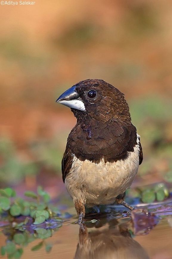 The white-rumped munia or white-rumped mannikin (Lonchura striata) The white-rumped munia or white-rumped mannikin (Lonchura striata), sometimes called striated finch in aviculture, is a small passerine bird from the family of waxbill &quot;finches&quot; (Estrildidae). These are close relatives of the true finches (Fringillidae) and true sparrows (Passeridae).<br />
<br />
The white-rumped munia is approximately 10 to 11 cm in length, with a stubby grey bill and a long black pointed tail. The adults are brown above and on the breast, and lighter below; the rump is white. There is some variation between the subspecies, but the sexes are almost impossible to distinguish in all subspecies; males have a more bulky head and bill.<br />
<br />
The white-rumped munia is a common resident breeder ranging from South Asia to southern China east to Taiwan, and through Southeast Asia south to Sumatra; it frequents open woodland, grassland and scrub, and is well able to adapt to agricultural land use. It is a gregarious bird which feeds mainly on seeds, moving through the undergrowth in groups and sometimes accompanying other birds such as puff-throated babblers (Pellorneum ruficeps). The nest is a large domed grass structure in a tree, bush or grass into which three to eight white eggs are laid. They are also known to use abandoned nests of Baya weaver. They are often found near water and have been observed feeding on algae. It has been suggested that they obtain protein from their diet of algae often in the species Spirogyra, which grows in paddy fields.<br />
<br />
It is a common and widespread bird across its large range, and is thus not considered a threatened species by the IUCN. In fact, it may locally become a nuisance pest of millets and similar grains. Even the Nicobar Islands subspecies with its limited range seems to be able to cope well with human settlement. As it is a drab-coloured and rather reclusive bird inhabiting dense undergrowth, the white-rumped munia is not necessarily conspicuous even where it occurs in considerable numbers Geotagged,India,Lonchura striata,birdingindia,intothewild,white rumped munia,whiterumpedmunia,wildlifeindia
