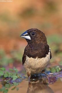 The white-rumped munia or white-rumped mannikin (Lonchura striata) The white-rumped munia or white-rumped mannikin (Lonchura striata), sometimes called striated finch in aviculture, is a small passerine bird from the family of waxbill "finches" (Estrildidae). These are close relatives of the true finches (Fringillidae) and true sparrows (Passeridae).

The white-rumped munia is approximately 10 to 11 cm in length, with a stubby grey bill and a long black pointed tail. The adults are brown above and on the breast, and lighter below; the rump is white. There is some variation between the subspecies, but the sexes are almost impossible to distinguish in all subspecies; males have a more bulky head and bill.

The white-rumped munia is a common resident breeder ranging from South Asia to southern China east to Taiwan, and through Southeast Asia south to Sumatra; it frequents open woodland, grassland and scrub, and is well able to adapt to agricultural land use. It is a gregarious bird which feeds mainly on seeds, moving through the undergrowth in groups and sometimes accompanying other birds such as puff-throated babblers (Pellorneum ruficeps). The nest is a large domed grass structure in a tree, bush or grass into which three to eight white eggs are laid. They are also known to use abandoned nests of Baya weaver. They are often found near water and have been observed feeding on algae. It has been suggested that they obtain protein from their diet of algae often in the species Spirogyra, which grows in paddy fields.

It is a common and widespread bird across its large range, and is thus not considered a threatened species by the IUCN. In fact, it may locally become a nuisance pest of millets and similar grains. Even the Nicobar Islands subspecies with its limited range seems to be able to cope well with human settlement. As it is a drab-coloured and rather reclusive bird inhabiting dense undergrowth, the white-rumped munia is not necessarily conspicuous even where it occurs in considerable numbers Geotagged,India,Lonchura striata,birdingindia,intothewild,white rumped munia,whiterumpedmunia,wildlifeindia