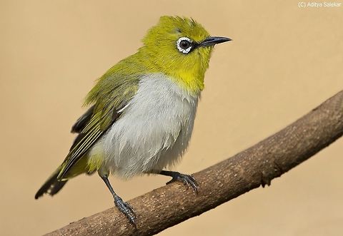 Oriental White-eye Zosterops palpebrosus 
Oriental White-eye (Zosterops palpebrosus)

Oriental White-eye (Zosterops palpebrosus) The Oriental White-eye, Zosterops palpebrosus, is a small passerine bird in the white-eye family.
It is a resident breeder in open woodland in tropical Asia east from India to China and Indonesia.
They forage in small groups, feeding on nectar and small insects. They are easily identified by the distinctive white eye-ring and overall yellowish upperparts.
Several populations of this widespread species are named subspecies and some have distinctive variations in the extent and shades of yellows in their plumage.
Description

This bird is small (about 8–9 cm long) with yellowish olive upper parts, a white eye ring, yellow throat and vent. The belly is whitish grey but may have yellow in some subspecies. The sexes look similar. The species is widespread and is part of a superspecies complex that includes the Japanese White-eye (Zosterops japonicus), the Lowland White-eye (Zosterops meyeni) and possibly others. The taxonomy of the group is still unclear with some island populations being distinctive while some subspecies are not well supported. The population from Flores, Indonesia for instance is found closer to the Pale White-eye. The family itself is now questioned since they are nested along with the Stachyris babblers.
About eleven subspecies are well recognized. These include the nominate form (type locality Bengal, India) which is found from Oman and Arabia, Afghanistan, northern India and extends into China and northern Myanmar.
The population in the Western Ghats and hills of southern India is placed in nilgiriensis while salimalii of the Eastern Ghats hills (Shevaroy, Chitteri, Seshachalam, Nallamalai) is sometimes subsumed into the nominate race.
Oriental White-eye
The population of the plains of India, Laccadives and Sri Lanka are sometimes placed in egregius (= egregia) but is restricted by other works to the population in Sri Lanka.
The populations in southern Myanmar, Thailand and Laos are placed in siamensis. The Nicobar Islands form is nicobaricus and is sometimes also used for the population on the Andaman Islands which are however distinctive and a distinct unnamed population.
The populations from southern Thailand to western Cambodia are placed in williamsoni. Other Southeast Asian island forms include auriventer (=aureiventer), buxtoni, melanurus and unicus.
Race occidentis (now often subsumed into the nominate race) of the Western Himalayas has the upper side dark green and the flanks are tinged in brown. The form salimalii has a shorter bill and is brighter yellow-green above. Some authors consider the nominate race to be restricted to Sikkim, Bhutan, Assam and Yunnan and consider the peninsular race as occidentis (or amabilis if the form from Kathiawar described by Koelz is considered valid.
In Sri Lanka, race egregia is smaller and has a brighter back and throat than the endemic Sri Lanka White-eye, Zosterops ceylonensis found in the central hills.
The English and scientific names refer to the conspicuous ring of white feathers round the eyes, zosterops being Greek for 'girdle-eye'.
Distribution and habitat
The species is found in a wide range of habitats from scrub to moist forest. They sometimes occur on mangrove areas such as in the Karachi area. and on islands they may lead a more insectivorous life. They are somewhat rare only in the drier desert regions of western India.
A feral population was detected in San Diego, California in the 1980s and subsequently eradicated.

Behaviour and ecology
These white-eyes are sociable, forming flocks which only separate on the approach of the breeding season. They are highly arboreal and only rarely descend to the ground. The breeding season is February to September but April is the peak breeding season and the compact cup nest is a placed like a hammock on the fork of a branch. The nest is made of cobwebs, lichens and plant fibre. The nest is built in about 4 days and the two pale blue eggs are laid within a couple of days of each other. The eggs hatch in about 10 days. Both sexes take care of brooding the chicks which fledge in about 10 days. Though mainly insectivorous, the Oriental White-eye will also eat nectar and fruits of various kinds.
They call frequently as they forage and the usual contact call is a soft nasal cheer. They pollinate flower when they visit them for flower insects (such as thrips) and possibly nectar (questioned) that form their diet. The forehead is sometimes colored by pollen leading to mistaken identifications. They have been observed bathing in dew accumulated on leaves.
When nesting, they may mob palm squirrels but being small birds they are usually on the defensive. Their predators include bats (esp. Greater False Vampire Bat, Megaderma lyra) and birds such as the White-throated Kingfisher. Endoparasitic Haemosporidia of the genus Haemoproteus and Dorisa have been isolated from the species although these rarely cause death.
Like some other white-eyes, they sometimes steal nest material from the nests of other birds. Cases of interspecific feeding have been noted with white-eyes feeding the chicks of a Paradise Flycatcher.
Although not strong fliers, they are capable of dispersing in winds and storms to new areas including offshore islands. A feral population of this species established itself in California during the 1980s requiring their capture and destruction. They were captured by luring them using call playback and live decoys into mistnets. Geotagged,India,Oriental White-eye,Zosterops palpebrosus,birdingindia,intothewild,orientalwhiteeye,wildlifeindia