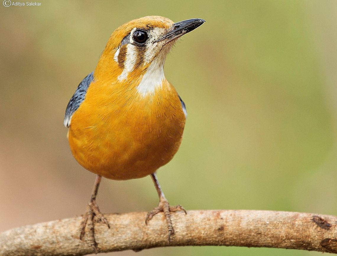 Orange-headed Thrush Zoothera citrina Orange-headed Ground Thrushes (Zoothera citrina)<br />
Thrushes<br />
<br />
<br />
Orange-headed Ground Thrushes<br />
<br />
Orange-headed ThrushThe Orange-headed Ground Thrush (Zoothera citrina) is a thrush that is common in well-wooded areas of India, China and southeast Asia. Most populations are resident. The species shows a preference for shady damp areas and can be quite secretive.They do not form flocks.<br />
The race Zoothera citrina cyanotus is a resident in the hills of southern India and the Western Ghats. They have a white throat and two black stripes running below the eyes. This race is known locally as the White-throated Ground Thrush.<br />
<br />
Description:<br />
<br />
Males of this small thrush have uniform grey upperparts, and orange head and underparts. Females and young birds are duller, with brown upper parts.<br />
Four youngsters Female which is a dull colour The male which is a darker colour<br />
<br />
Diet / Feeding:<br />
<br />
Orange-headed Thrushes are omnivorous, eating a wide range of insects, earthworms and fruit.<br />
Captive Diet:<br />
<br />
Terry Gonsolvis  (a breeder located in Bristol, UK) feeds mainly of earthworms when young are in the nest; and out of the breeding season the diet he provides consists of mealworms and minced morsels - which is a dog food with grated cheese.<br />
<br />
Breeding / Nesting:<br />
<br />
In their natural habitat, these ground thrushes nest in trees.<br />
This species has an extremely large range, and hence does not approach the thresholds for Vulnerable under the range size criterion (Extent of Occurrence &lt;20,000 km2 combined with a declining or fluctuating range size, habitat extent/quality, or population size and a small number of locations or severe fragmentation). Despite the fact that the population trend appears to be decreasing, the decline is not believed to be sufficiently rapid to approach the thresholds for Vulnerable under the population trend criterion (&gt;30% decline over ten years or three generations). The population size has not been quantified, but it is not believed to approach the thresholds for Vulnerable under the population size criterion (&lt;10,000 mature individuals with a continuing decline estimated to be &gt;10% in ten years or three generations, or with a specified population structure). For these reasons the species is evaluated as Least Concern.<br />
 Geokichla citrina,Geotagged,India,Orange-headed thrush,closeupshot,intothewild,orangeheadedthrush,wildlifeindia